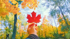 Hand holding a red maple leaf against a cloudy blue sky in a golden autumn forest