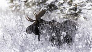 Side angle shot of a bull moose in a snowy field