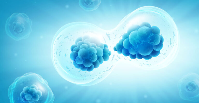 Cellular Mitosis Division Splitting Separation