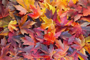 Fall season maple tree leaves background
