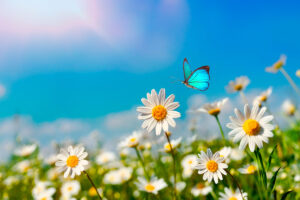 Flutter has found green pastures in the US