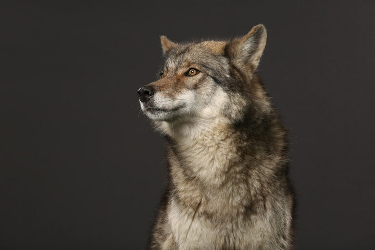 Anaxi's starting lineup of games at BetMGM Casino will include Timberwolf, a conversion of a popular retail title.