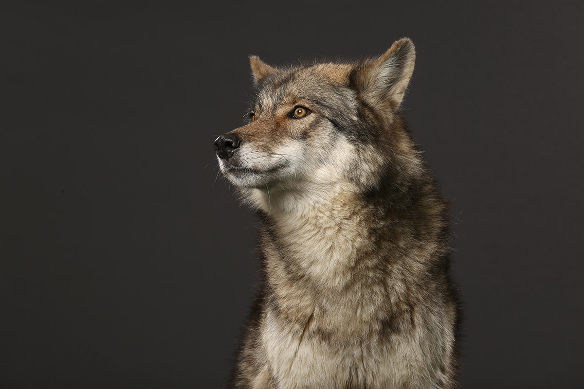 Anaxi's starting lineup of games at BetMGM Casino will include Timberwolf, a conversion of a popular retail title.