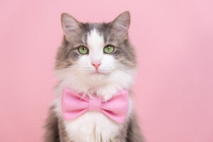 Miss Kitty is one of several popular Aristocrat retail titles making the jump to online through Anaxi.