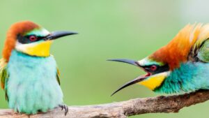 A new Vegas-style casino opening in West Toronto this summer is getting pushback from First Nations and Niagara Fall's mayor. Image: one colorful bird squawks at another