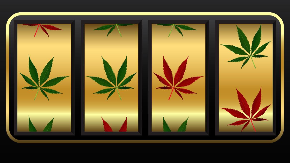 Detroit Cannabis Casino Bringing Cannasino schtick to new locations. Image slot machine with cannabis symbols