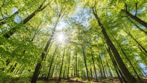 japanese study finds nature sounds soothing to problem gamblers. image: looking up through forest on sunny day