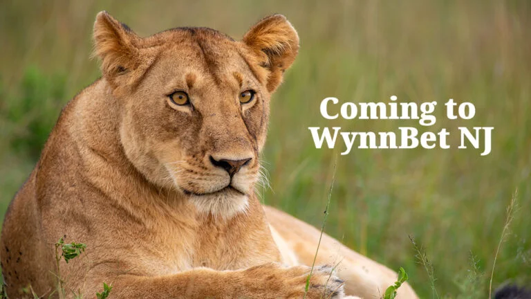 The Lioness is among the EveryMatrix slots likely to launch at WynnBet NJ.