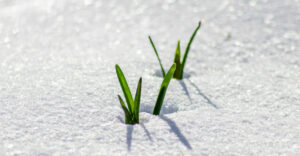 Plants Reborn Like Illinois Online Casino