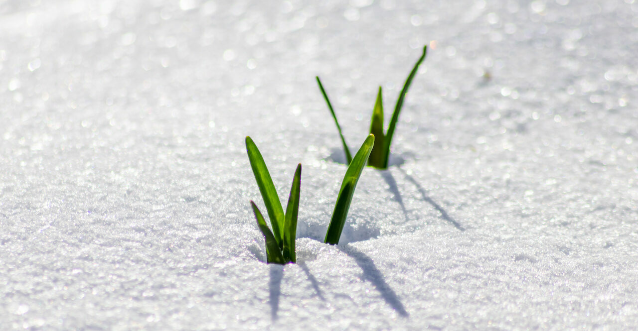 Plants Reborn Like Illinois Online Casino