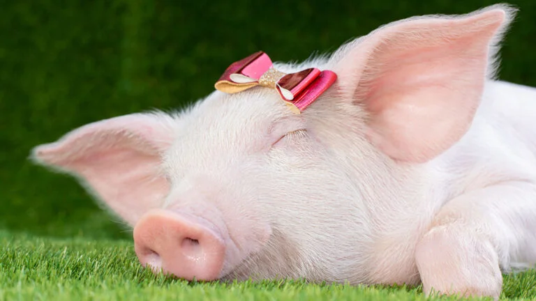 Relax Gaming has brought its popular pig-themed slot game to the US.