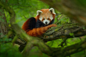 Red pandas feature prominently in Red Panda Rising, a slot game by Powderkeg Studios.