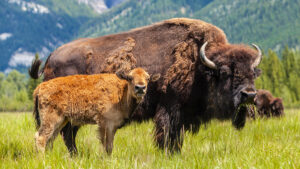"Buffalo" manufacturer Aristocrat is now NeoGames' parent company.