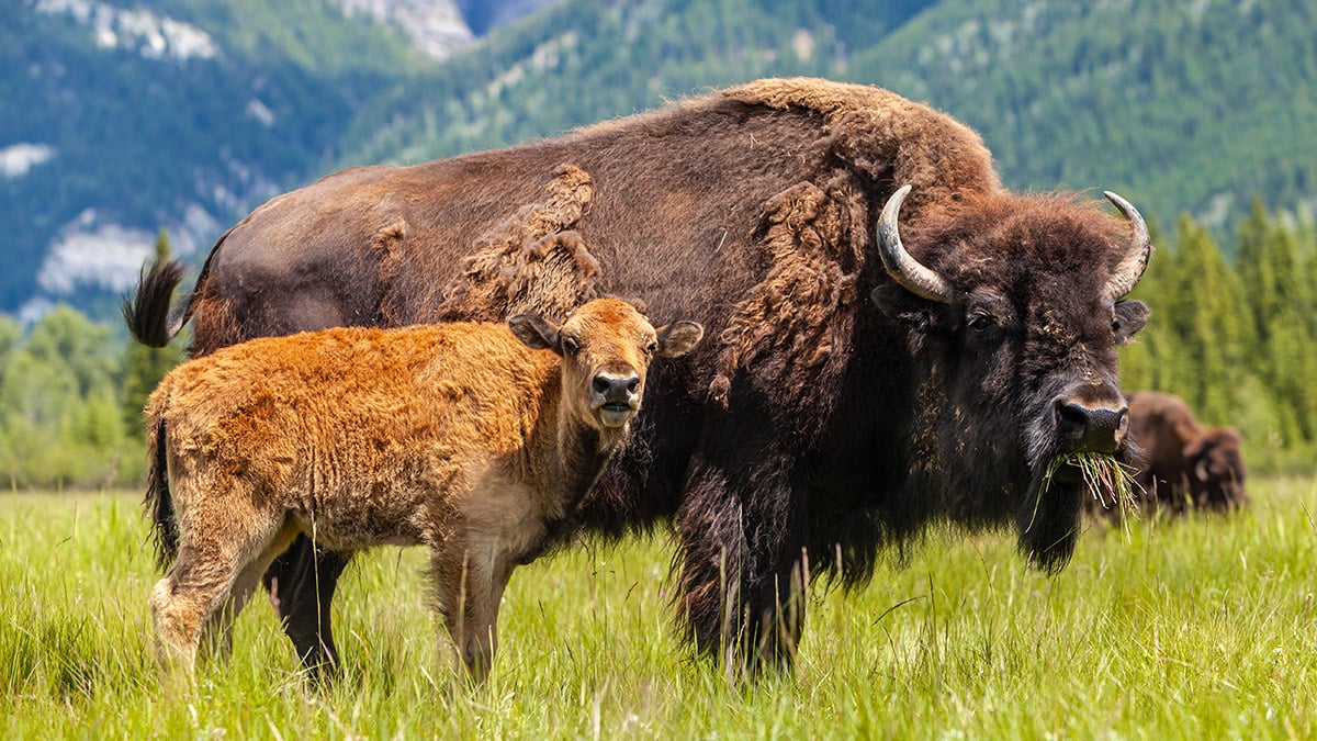 "Buffalo" manufacturer Aristocrat is now NeoGames' parent company.