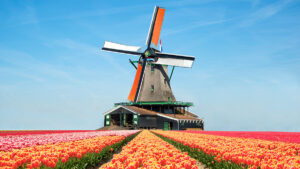 The Netherlands will be BetMGM's second market. Iconic Dutch landscape with orange tulips and old-fashioned windmill.