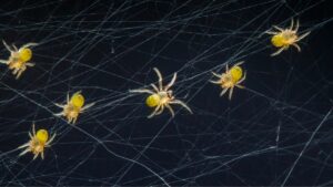 months after mgm and caesars suffered costly cyberattacks, spanish police arrested a 22-year-old brit suspected of leading scattered spider.