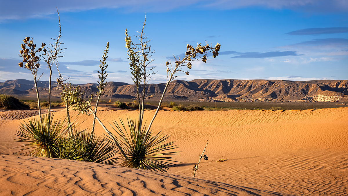 Las Vegas Sands has designs for Texas, but would make it a 'desert' for online gambling.
