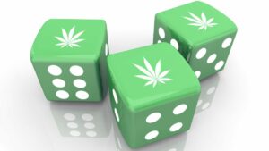 new research finds gamblers' expectations of how cannabis will impact their gambling drive decisions to gamble under the influence.