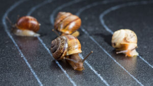 Four snails on a racetrack