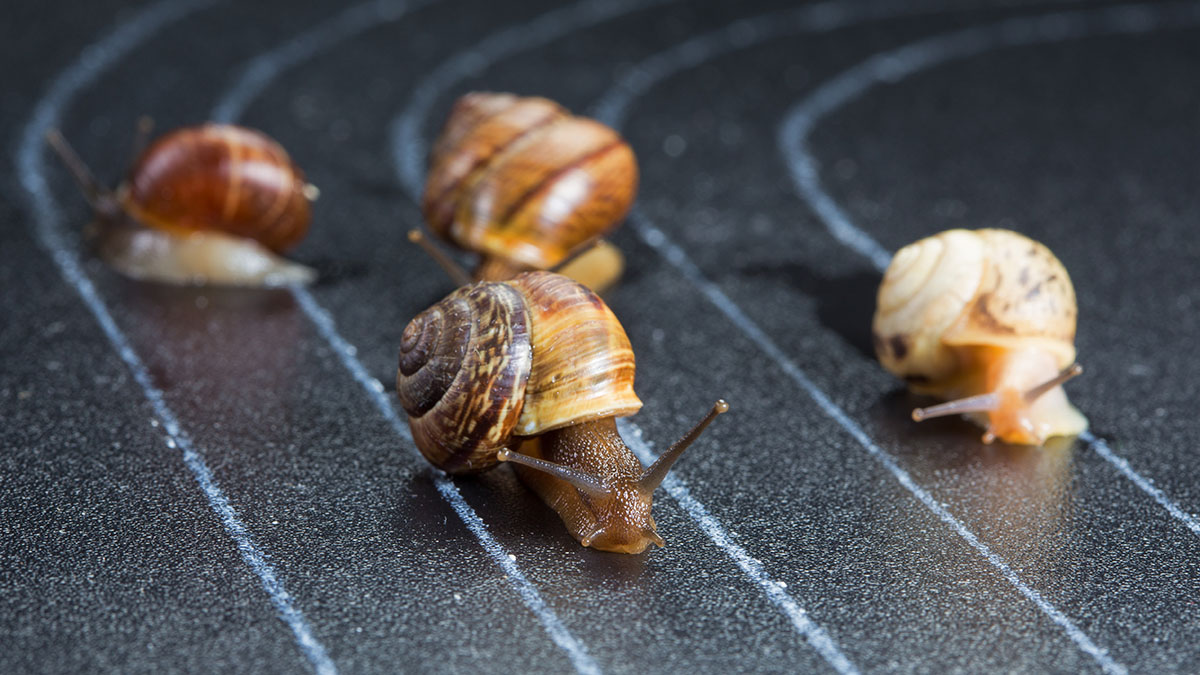 Four snails on a racetrack