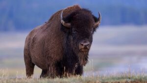 a bison standing in the wild
