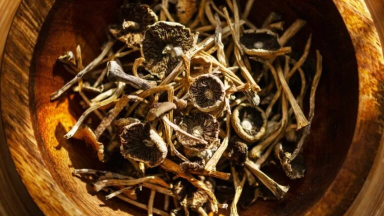 Close up of dried psilocybin aka