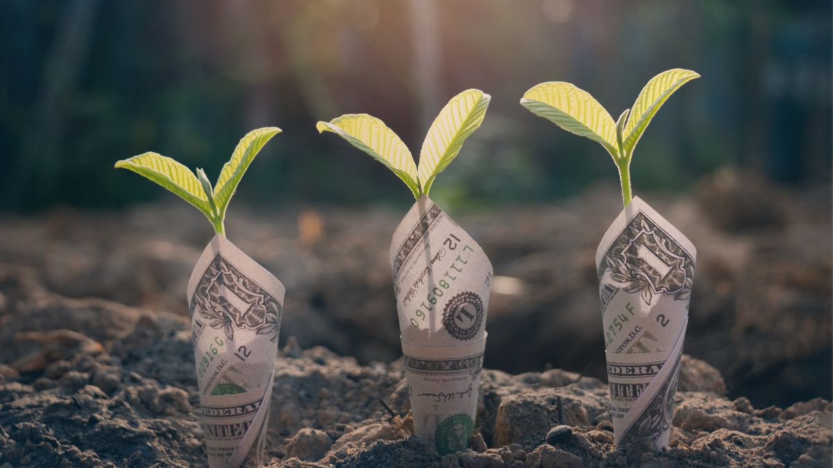 Close up photo of new seedlings sprouting from soil wrapped in American one dollar bills.