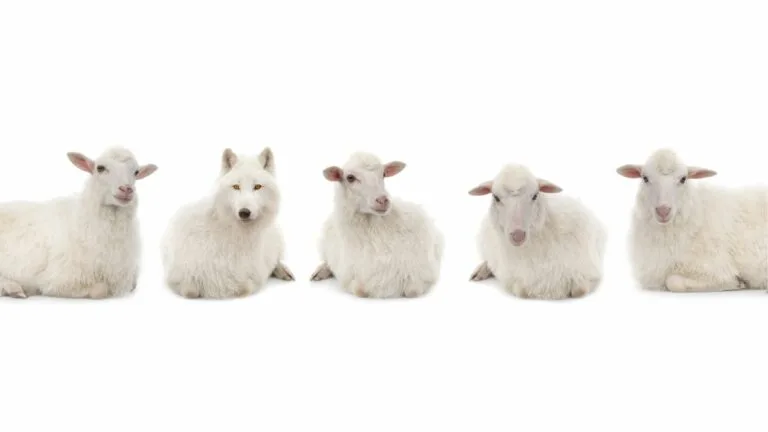 Four white sheep and one white wolf laying in a row against a white background